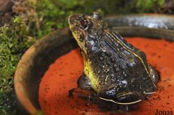 Pyxicephalidae