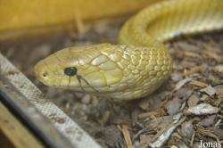 Schildkröten- und Reptilienzoo Neu-Ulm