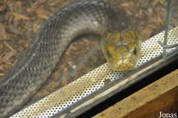Schildkröten- und Reptilienzoo Neu-Ulm