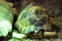 Schildkröten- und Reptilienzoo Neu-Ulm