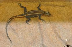 Schildkröten- und Reptilienzoo Neu-Ulm