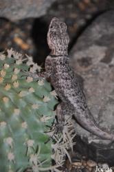 Schildkröten- und Reptilienzoo Neu-Ulm