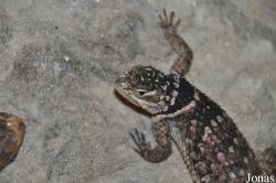 Schildkröten- und Reptilienzoo Neu-Ulm