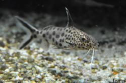 Mochokidae