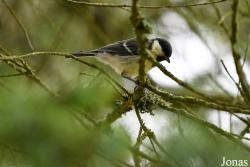 Parus major