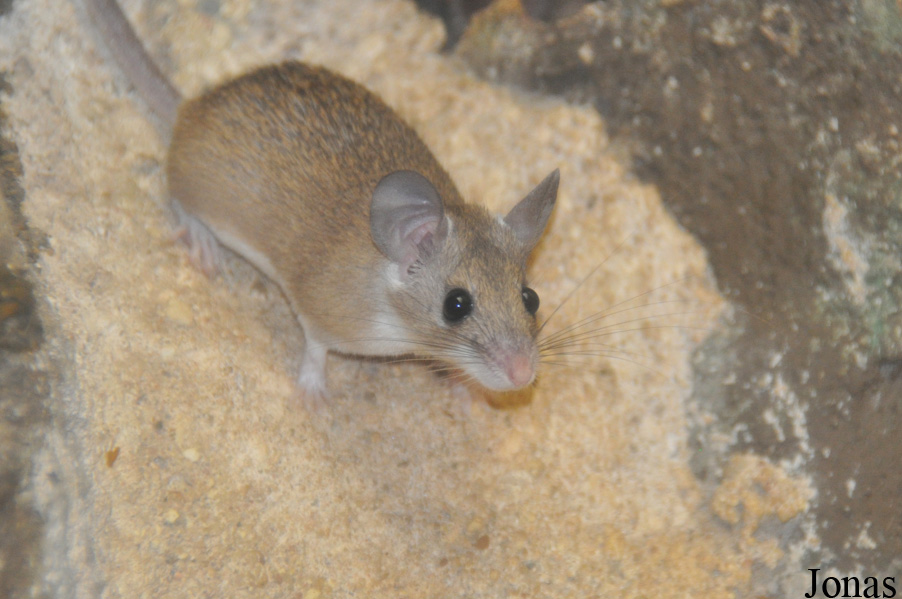Zoo Frankfurt
