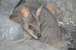 Macropus eugenii eugenii