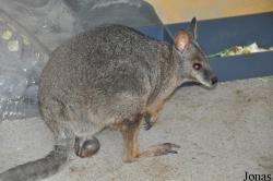 Zoo Frankfurt