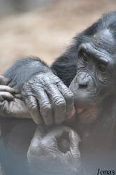 Zoo Frankfurt