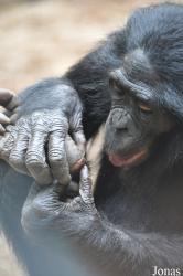 Zoo Frankfurt