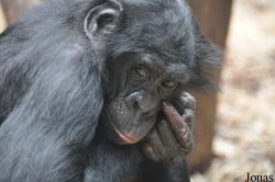 Zoo Frankfurt