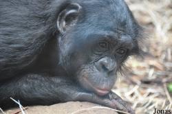 Zoo Frankfurt