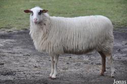 Mouton Bentheimer Landschaf