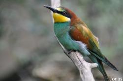 Merops apiaster