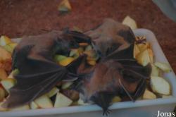 Zoobotanico Jerez