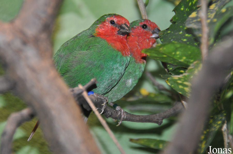 Zoo Frankfurt