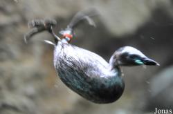 Zoo Frankfurt