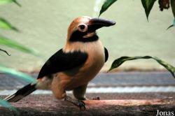 Penelopides manillae subniger