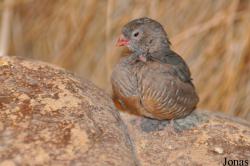 Ortygospiza atricollis