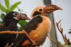 Penelopides panini