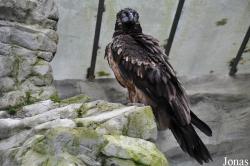 Zoo Frankfurt