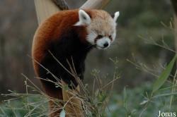 Ailurus fulgens fulgens