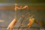 Empusidae