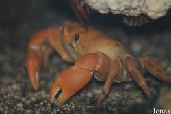 Gecarcinidae
