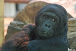 Gorilla beringei