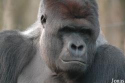 Gorilla gorilla