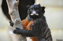 Haifa Educational Zoo
