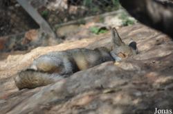 Vulpes vulpes palaestina