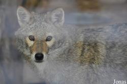 Canis aureus syriacus