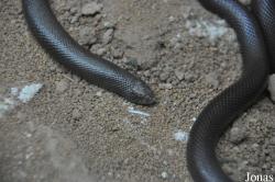 Atractaspis engaddensis