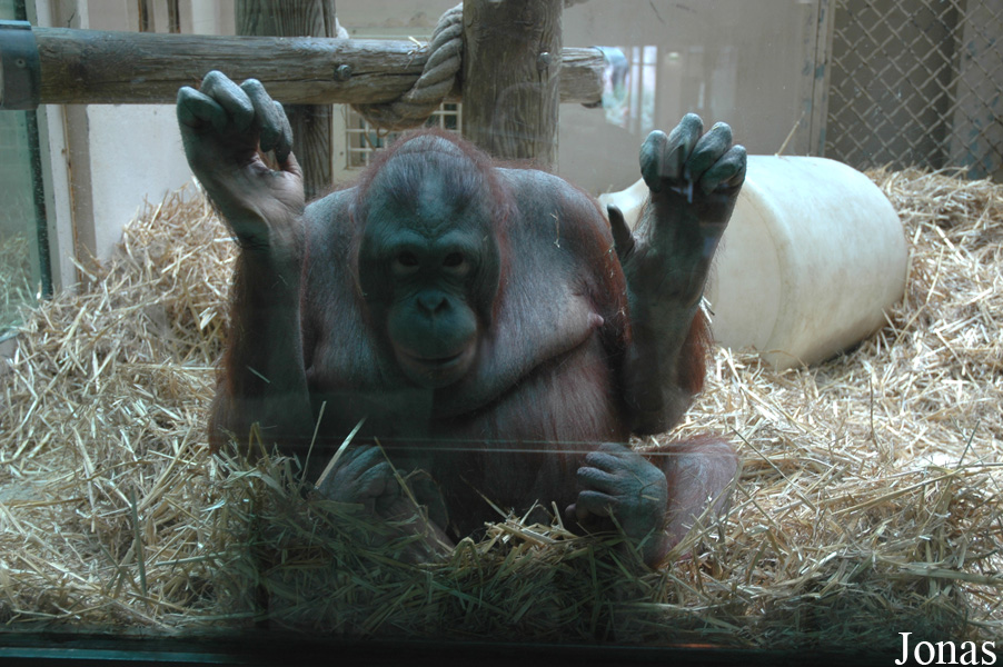 Ménagerie du Jardin des Plantes
