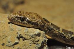 Spalerosophis diadema