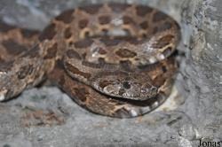 Hemorrhois nummifer