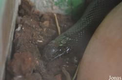 Dolichophis jugularis