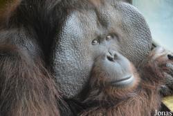 Pongo pygmaeus