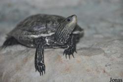 Mauremys rivulata
