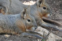 Haifa Educational Zoo