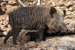 Sus scrofa lybicus