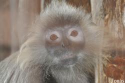 Trachypithecus crepusculus