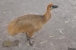 Gan Garoo