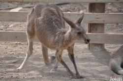 Gan Garoo