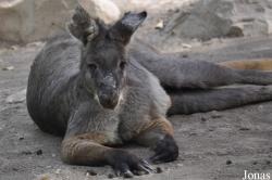 Osphranter robustus