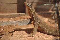 Varanus panoptes