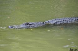 Hamat Gader Alligator Park