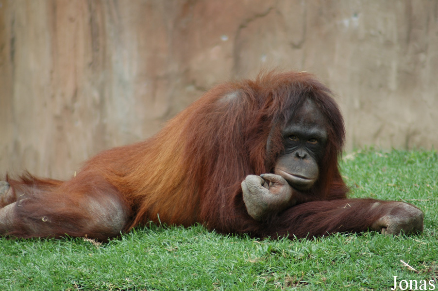 Fuengirola Zoo