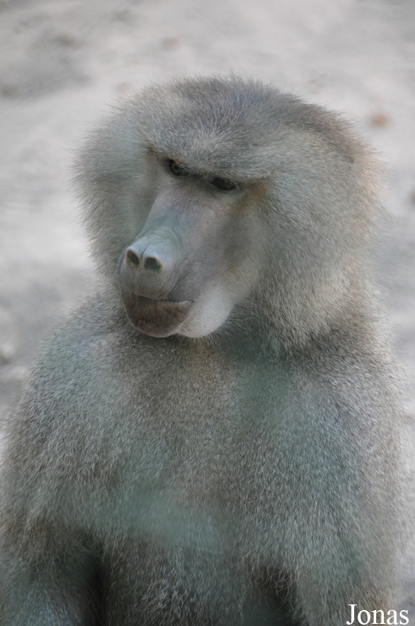 Hamat Gader Alligator Park
